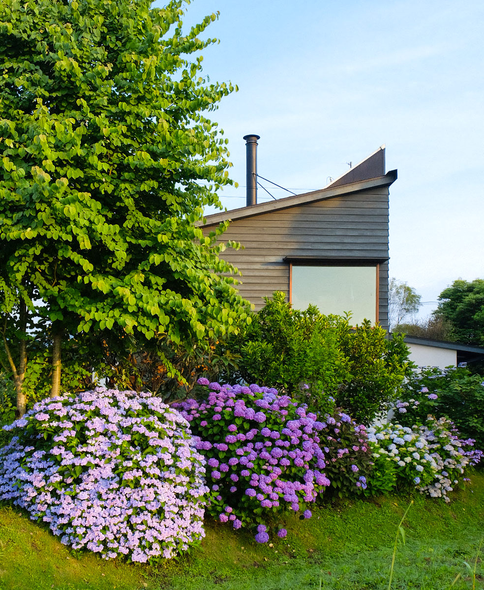 紫陽花が彩る木の家の外観