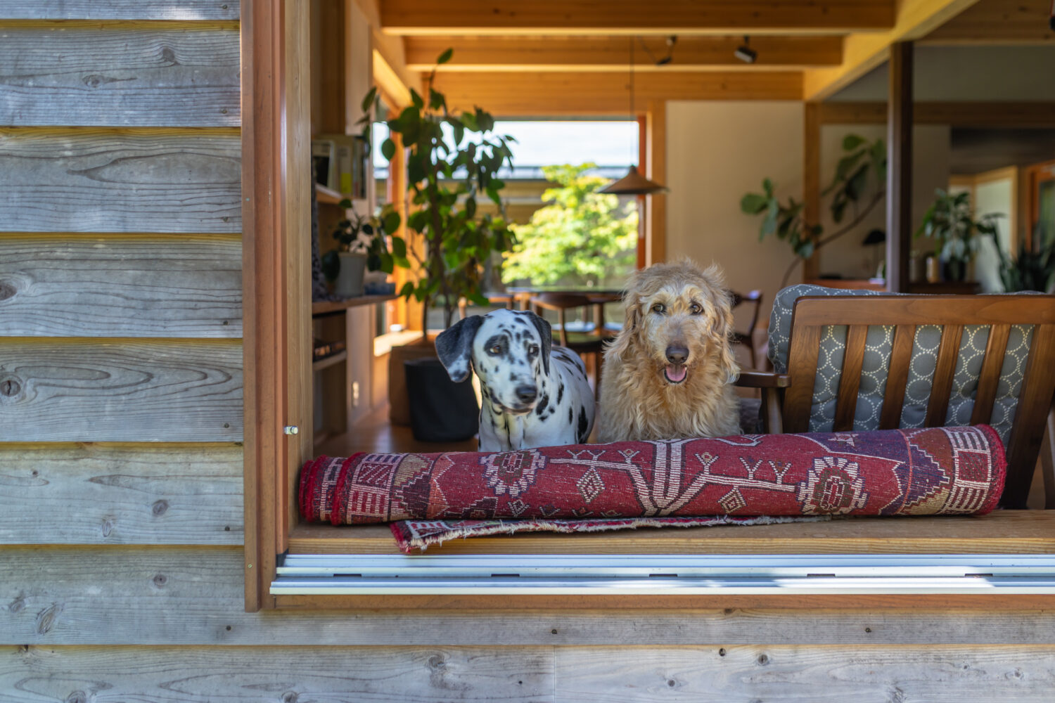 窓辺に佇む愛犬たち