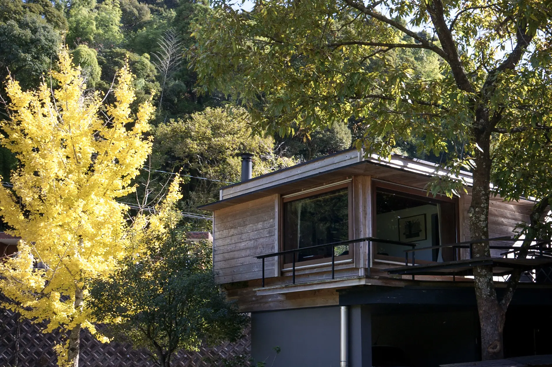 黄色のイチョウの木に寄り添うハナレ