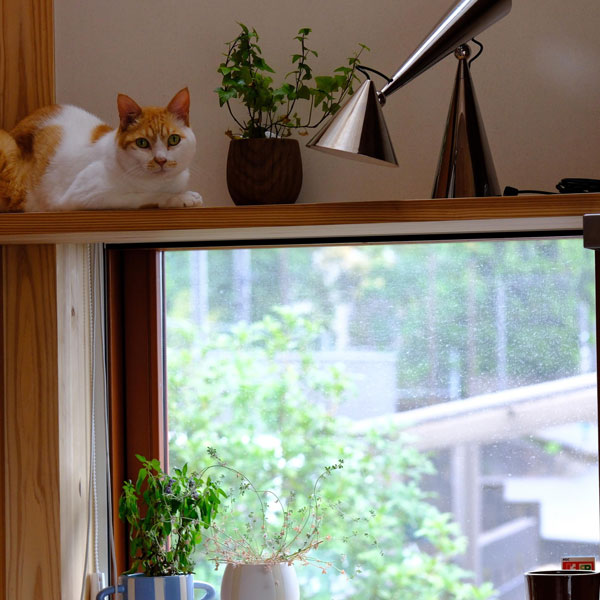 キッチンと猫　木の家　暮らし